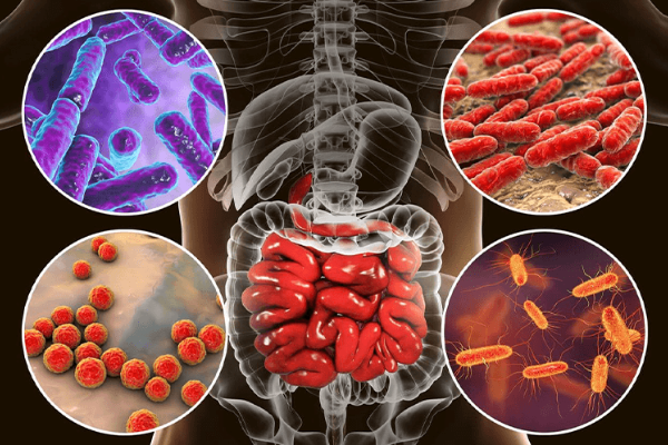 Gut Microbiome and Immunity: Why Your Gut Health Determines How Strong Your Immune System Is